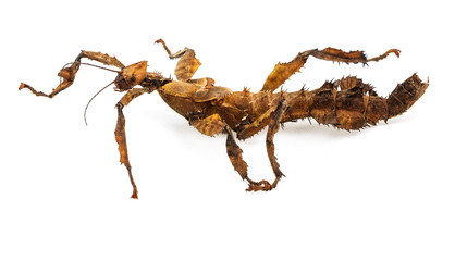 Extatosoma tiaratum tiaratum - spiny leaf insect