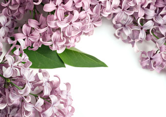 Lilac Flowers on white background as spring floral design element. 