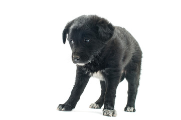 Obraz premium Puppy isolated
