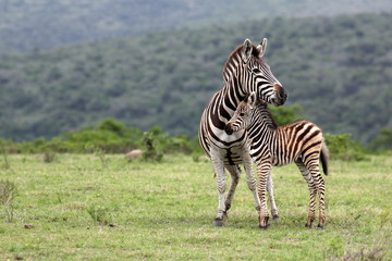Fototapeta na wymiar A female zebra and her fowl in this image.