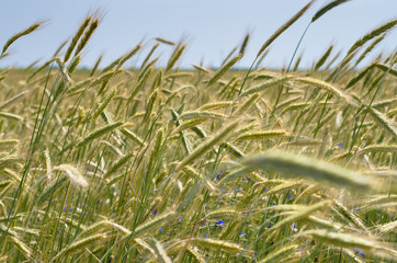 wheat field