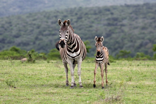 Fototapeta A female zebra and her fowl in this image.