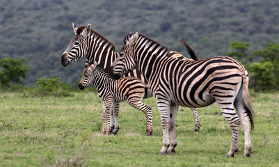 Fototapeta na wymiar 2 female zebra and a fowl in this image.