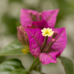 Kahle Drillingsblume / Bald triple flower