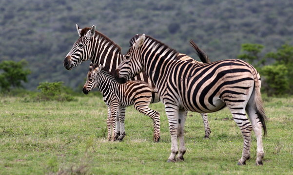 2 female zebra and a fowl in this image.