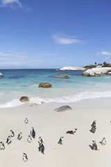 Plexiglas foto achterwand Penguins, Cape Town © Vividrange