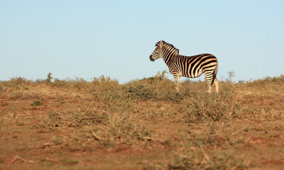 Fototapeta na wymiar A zebra isolated in an open field. South Africa