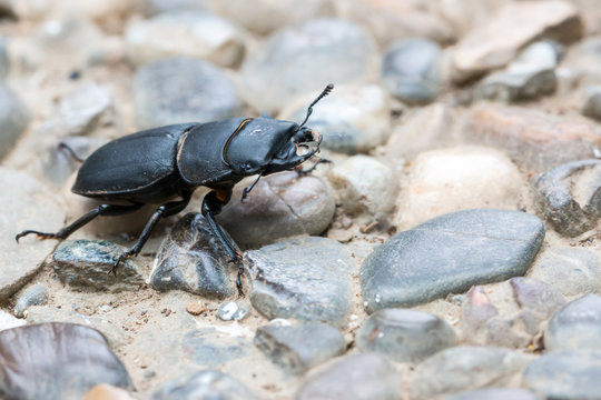 Black Bark Beetle on the sidewalk