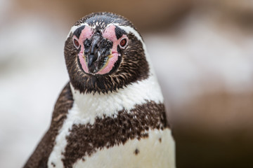 Pinguin