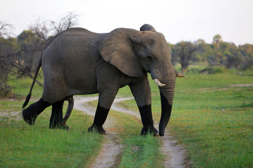 Obraz premium Elefantenbulle