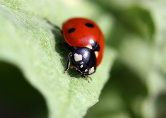 Red Ladybug