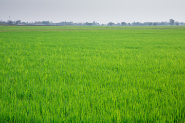 Obraz na płótnie Canvas Rice field green landscape background