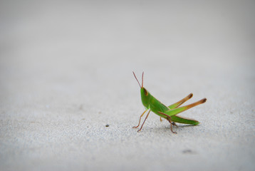 Grasshopper
