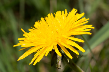 gelbe prachtvolle blüte vom löwenzahn