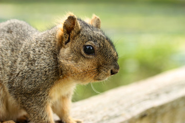 Naklejka na ściany i meble Close up of grey squirrel