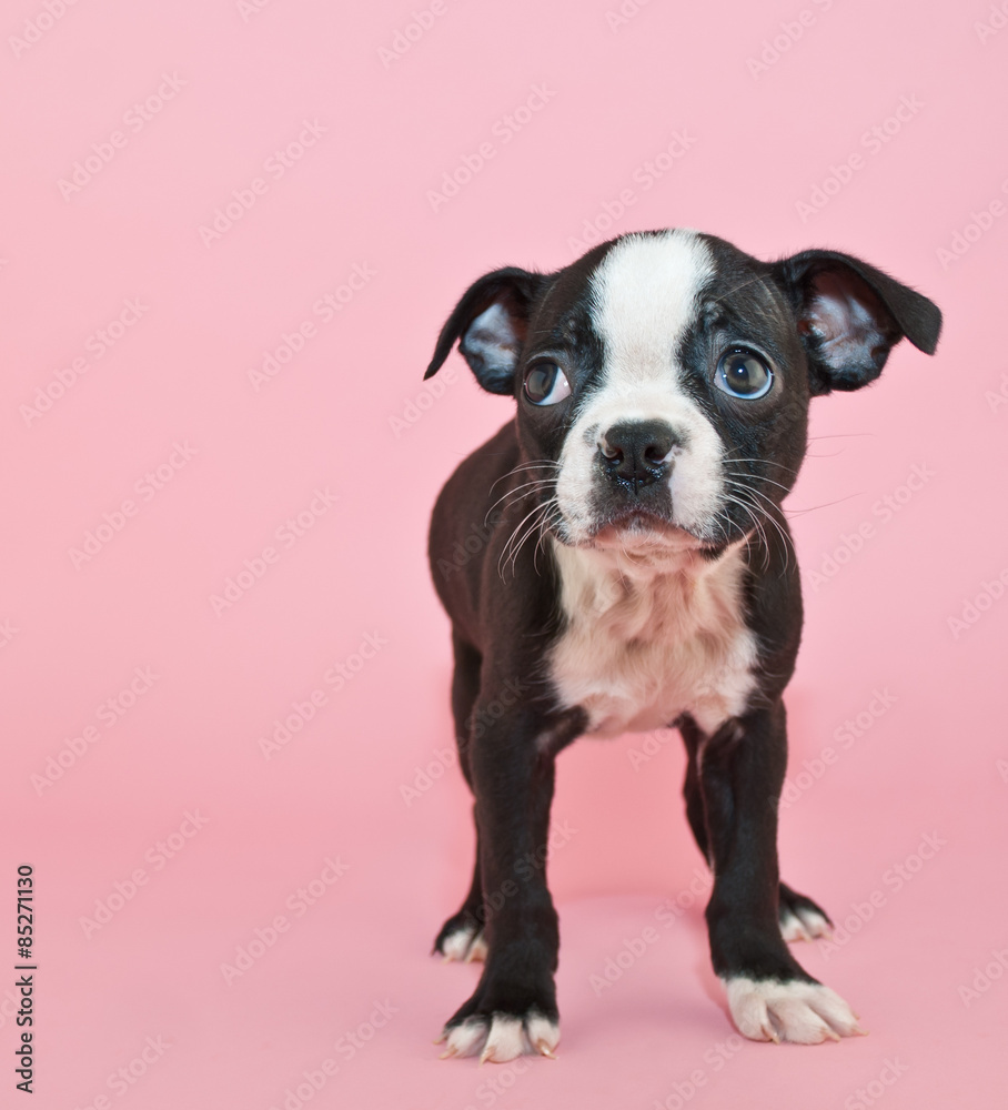 Sticker boston terrier puppy