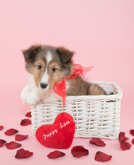 Puppy Love