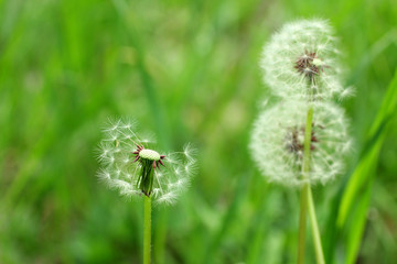Dandelions Outdoors
