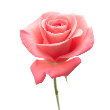 gentle pink rose