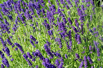Lavender flowerbed