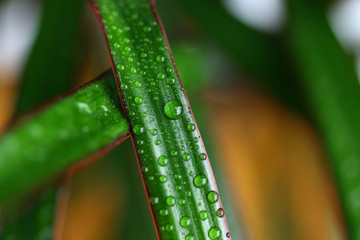 A drop of dew on a green leaf