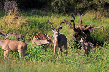 Kudu