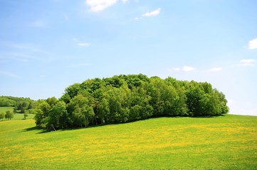 Fototapeta na wymiar Green spring landscape
