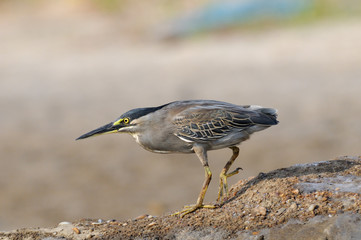 Striated heron on Goa beach, India