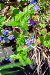 Purple wildflowers and green leafs 