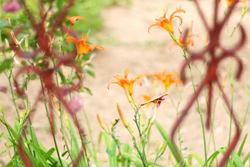 Orange lilies, Lilium bulbiferum, in the garden seen through the fence. Selective focus.