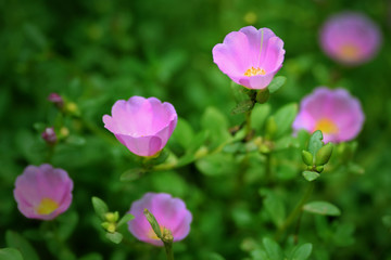 pink flower