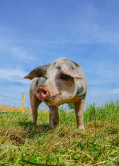 Fototapeta premium Freilandhaltung - Schwein auf eingezäunter Weide, Froschperspektive