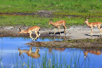 Impala