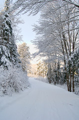 snow covered road and trees