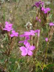 Wild dianthus flowers on the field in the countryside