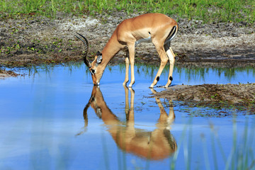 Impala