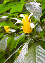Golden Shrimp Plant.