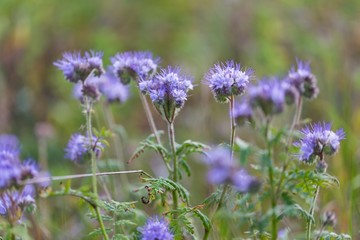 Phacelia flowers