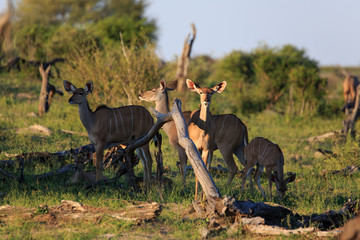 Kudus