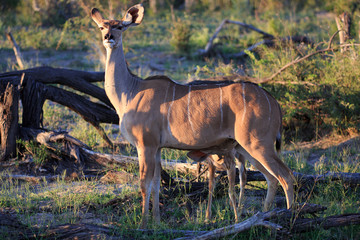 Kudus