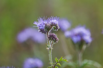 Phacelia flowers
