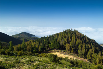 Inland Gran Canaria, view over the tree tops towards cloud cover