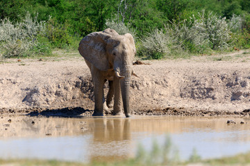 Elefant am Wasserloch