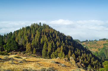 Inland Gran Canaria, view over the tree tops towards cloud cover