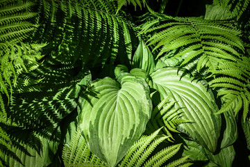 Mixed tropical plants with falling light and shadows