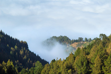 Inland Gran Canaria, view over the tree tops towards cloud cover