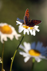 The Purple-Shot Copper butterfly on mayweed