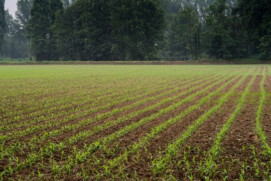 Campo coltivato