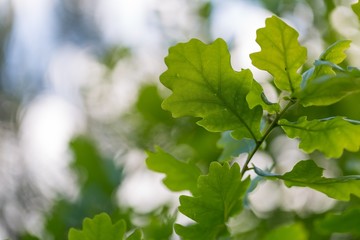 Fototapeta na wymiar Young oak leaves background