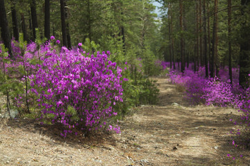 Beautiful bushes in pine forest, Eastern Siberia